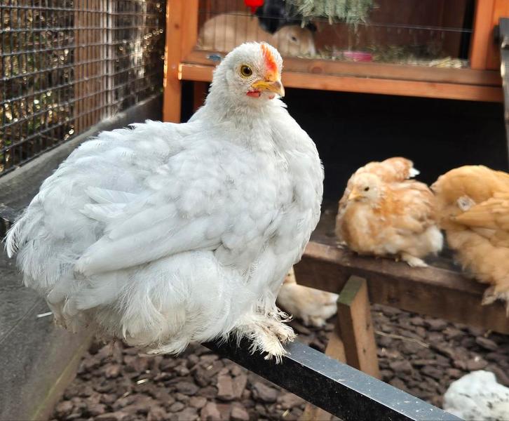 Twee cochinkrielhaantjes, lees omschrijving aub, Dieren en Toebehoren, Pluimvee, Kip, Mannelijk