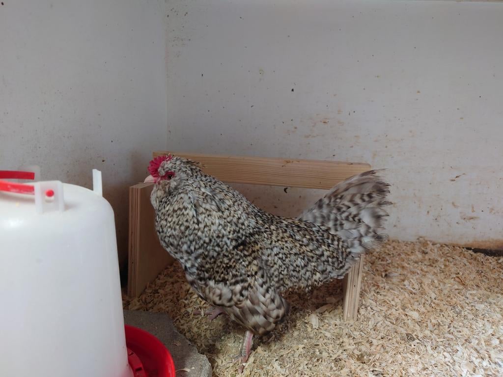 Watermaalsebaardkriel haan, Dieren en Toebehoren, Pluimvee, Mannelijk, Kip