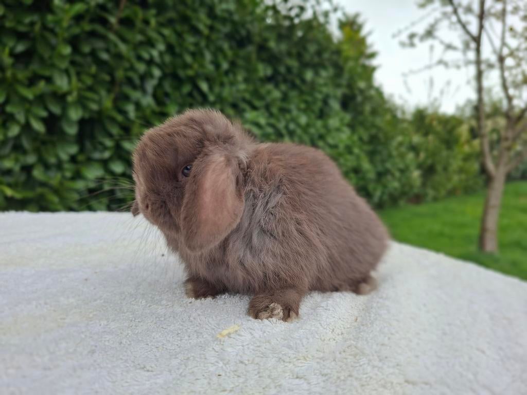 Minilop konijntjes, Dieren en Toebehoren, Konijnen, Mannelijk, Dwerg, Hangoor, 0 tot 2 jaar