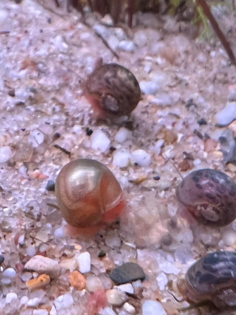 Ramshoorn  slak - super gezond - super schoonmaker - €0,50, Dieren en Toebehoren, Vissen | Aquariumvissen, Zoetwatervis, Slak of Weekdier