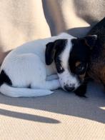 Deze twee Lieve, speelse Jack russel pups zijn nog te koop, Jack Russell Terriër, 8 tot 15 weken, Meerdere, Meerdere dieren
