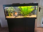 Aquarium juwel rio 240, Ophalen, Zo goed als nieuw, Gevuld zoetwateraquarium