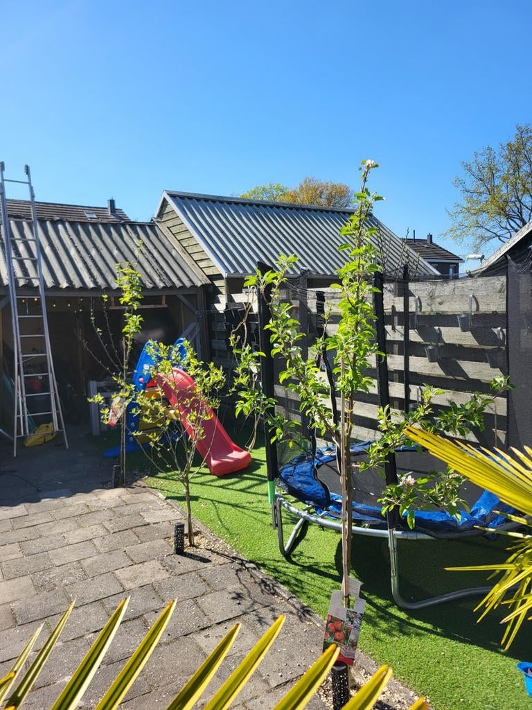 Appelboom malus domestica elstar, Ophalen of Verzenden, Appelboom, Lente