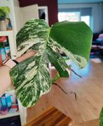 Monstera variegata stek, Huis en Inrichting, Kamerplanten, Ophalen, Halfschaduw, Minder dan 100 cm
