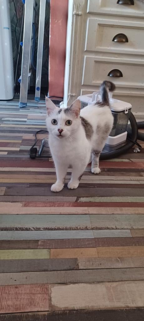 Blijvend huisje/ personeel gezocht met spoed., Dieren en Toebehoren, Meerdere dieren