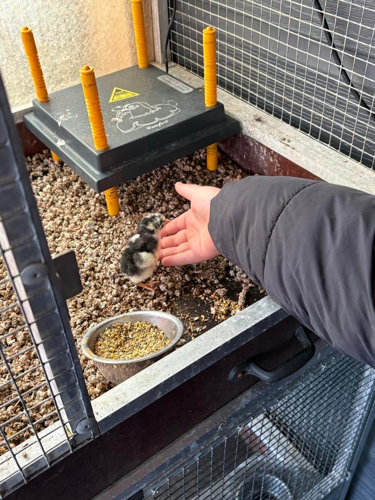 Krielshamo’s, Dieren en Toebehoren, Meerdere dieren, Kip