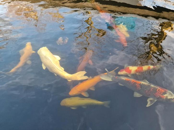 Complete vijver, Tuin en Terras, Vijver-toebehoren, Ophalen