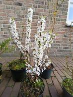 Planten voor het voedselbos, Ophalen, Vaste plant, Overige soorten, Volle zon