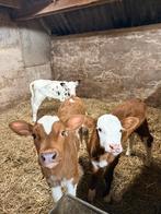 Kalveren te koop, Meerdere dieren, 0 tot 2 jaar