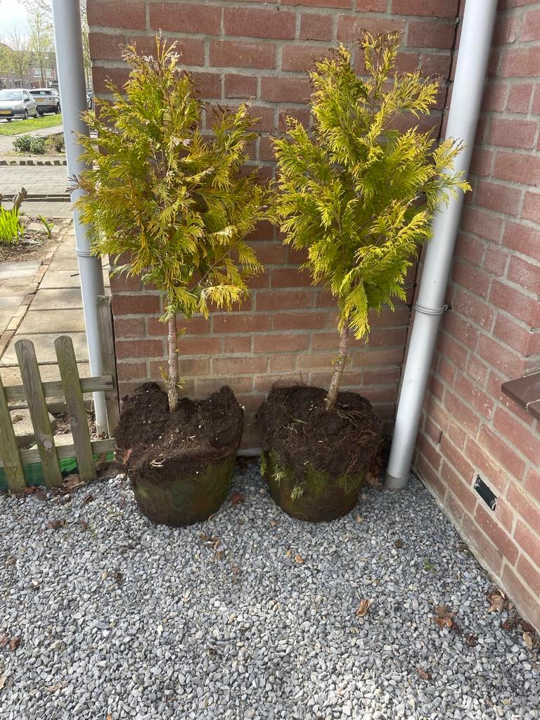 Twee boompjes, Volle zon, Vaste plant, Bloeit niet, Ophalen