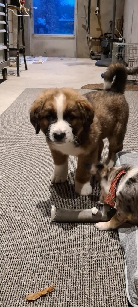 Sint Bernard x Berner sennen te koop 5 jaar oud, Dieren en Toebehoren, Honden | Niet-rashonden, Teef, Groot, Eén hond, 3 tot 5 jaar