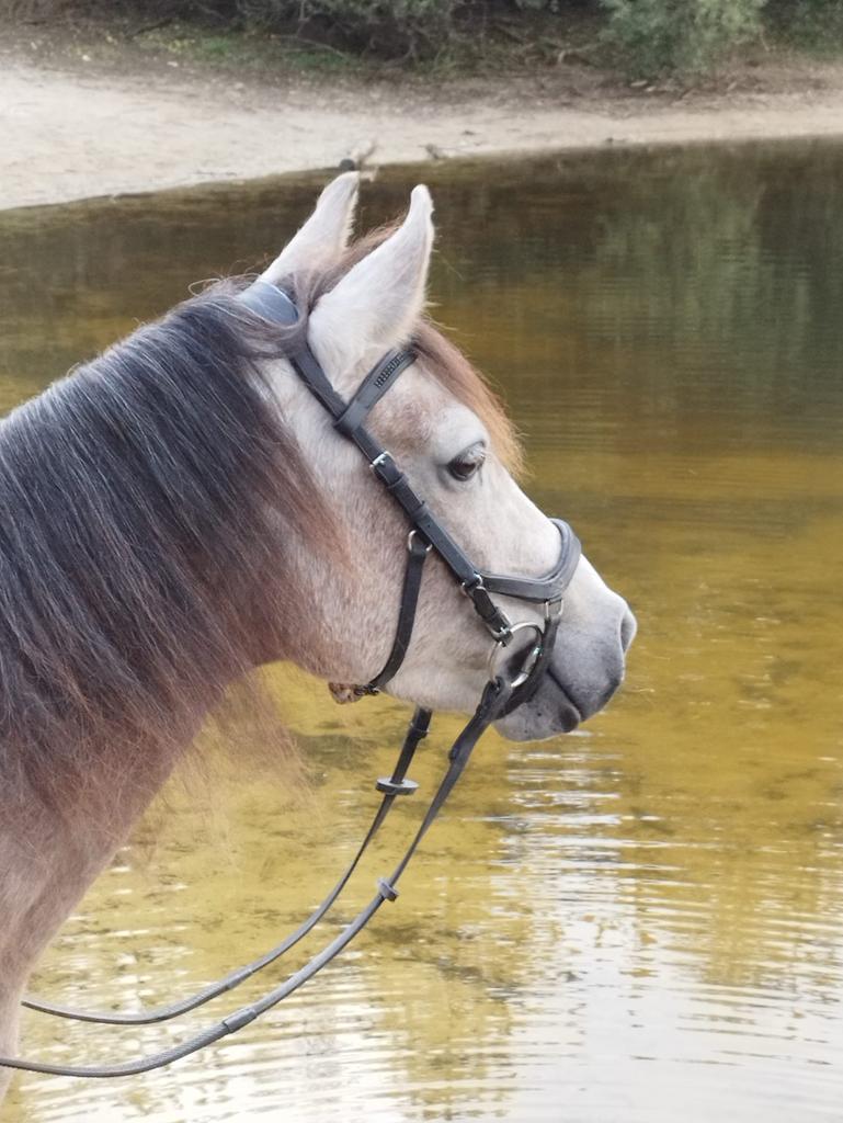 Mangalarga Marchador Merrie van 5 jaar oud, Merrie, Recreatiepaard