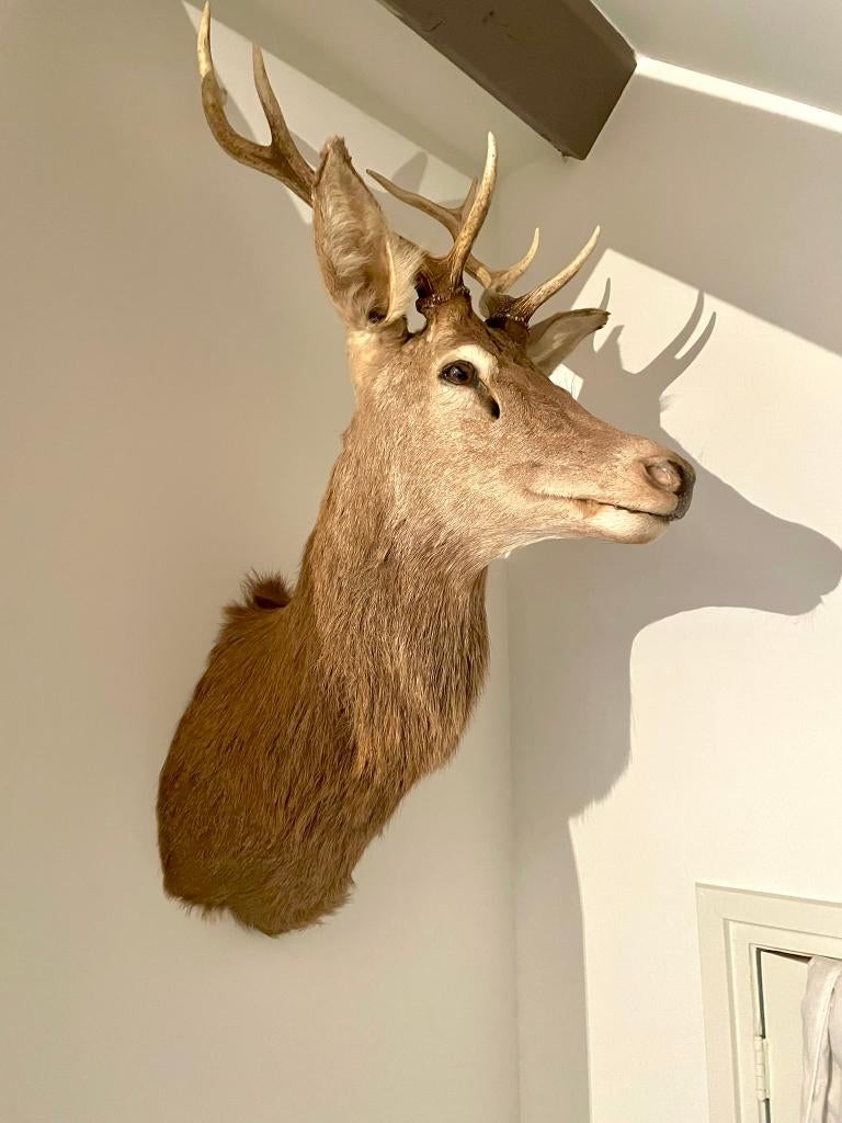 Uniek groot opgezet edelhert, Ophalen, Zo goed als nieuw, Hert, Beeldje of Figuurtje