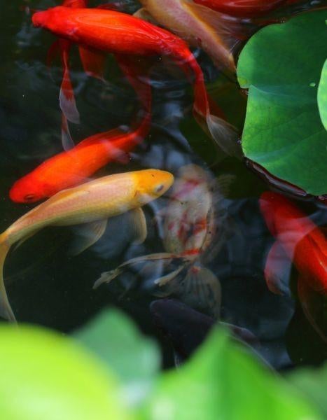 Gezocht Vijvervissen, Goudvis(sen)