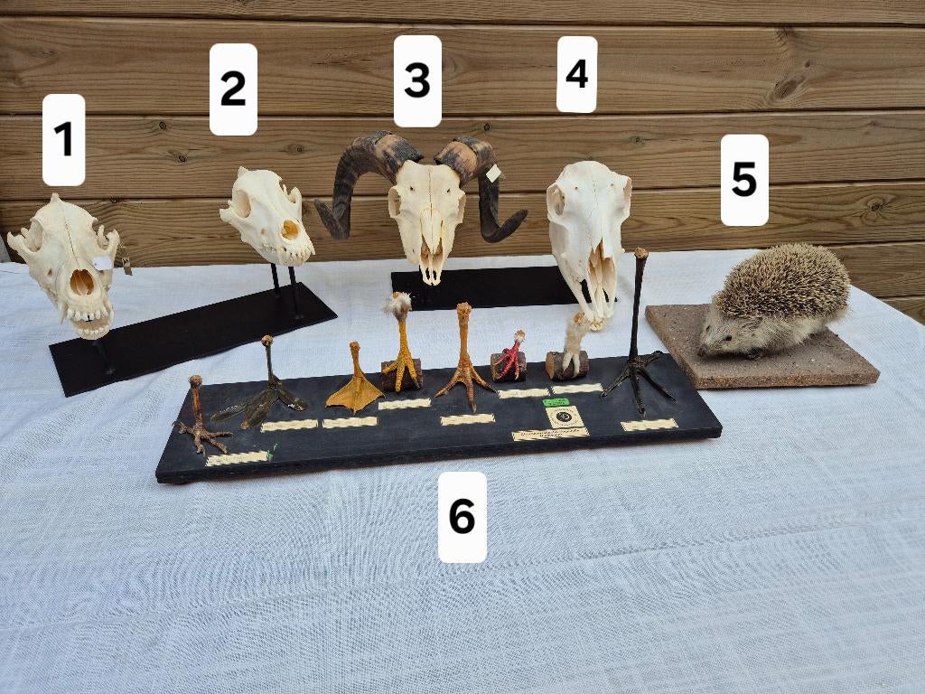Didactisch schedel hond, opgezette egel, schedel mouflon, Verzamelen, Verzenden, Gebruikt, Overige soorten, Schedel