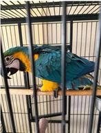 Te Koop Mooie Lieve Ara Papagaai Pop, Dieren en Toebehoren, Vogels | Hokken en Kooien, Ophalen of Verzenden, Zo goed als nieuw