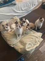 Snowshoe kittens € 500, Dieren en Toebehoren, Meerdere dieren, Ontwormd, 0 tot 2 jaar