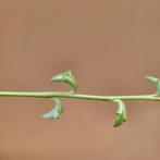 Senecio Peregrinus Dolfijn Hangplant String of Dolphins, Verzenden, Vetplant, Halfschaduw, Minder dan 100 cm