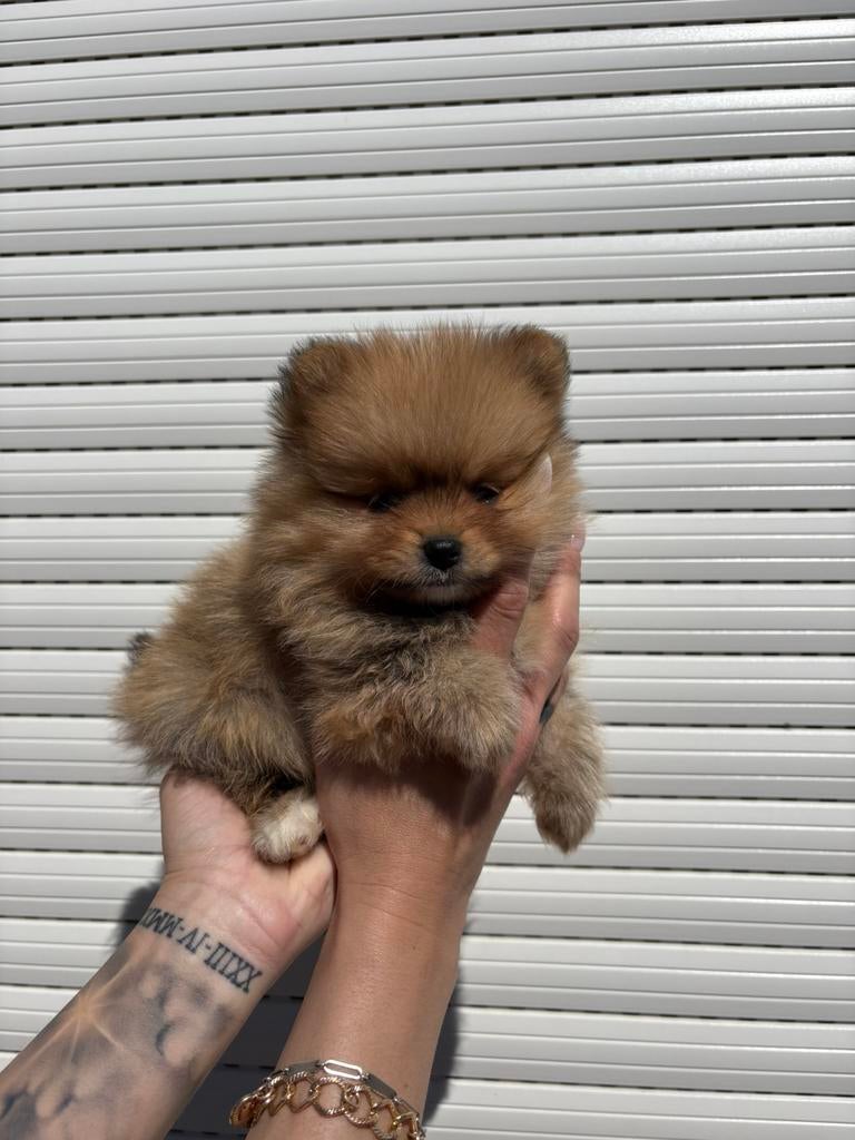 pomeriaan pup, Dieren en Toebehoren, Particulier, 8 tot 15 weken, Buitenland, Parvo