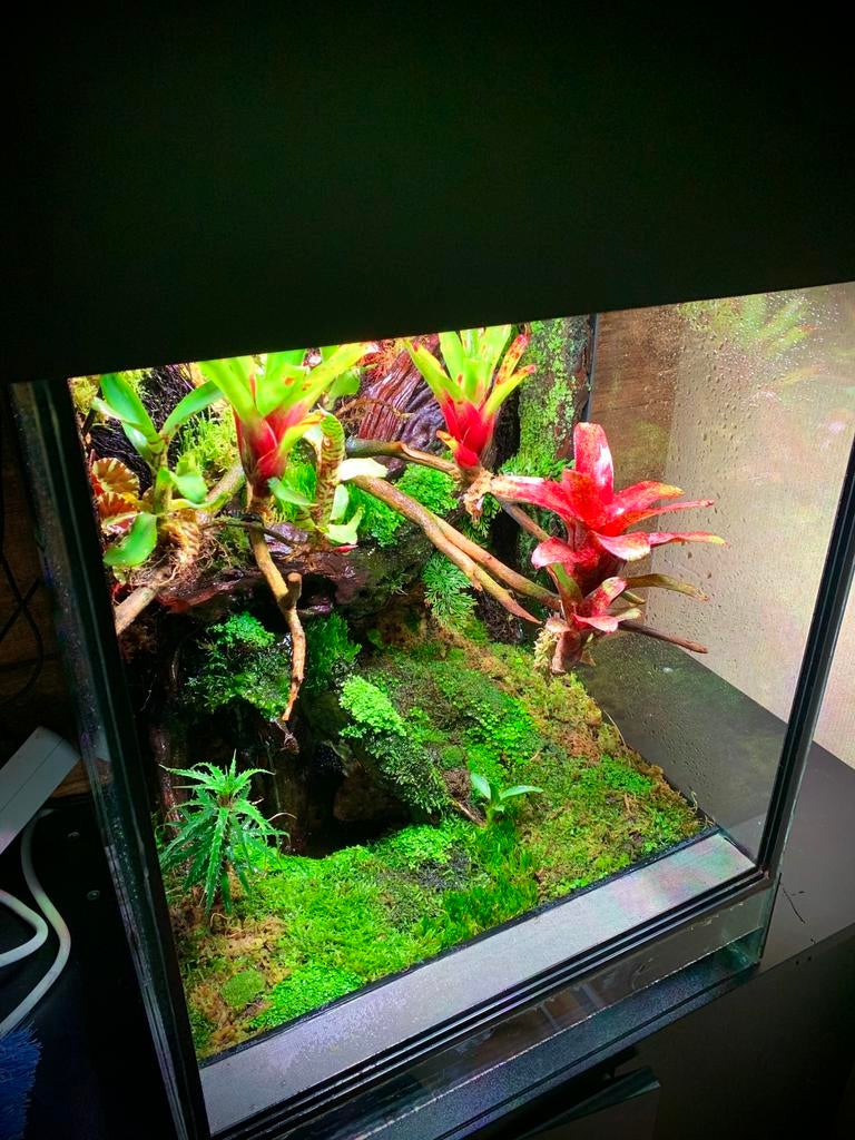 Paludarium terrarium, Ophalen, Zo goed als nieuw
