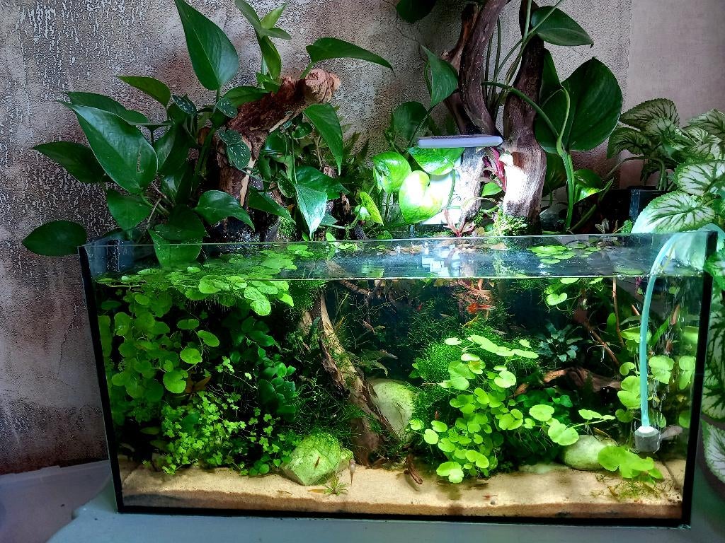 Volglas aquarium 60 x 30 x 30 zonder inhoud., Dieren en Toebehoren, Vissen | Aquaria en Toebehoren, Ophalen, Nieuw, Leeg aquarium
