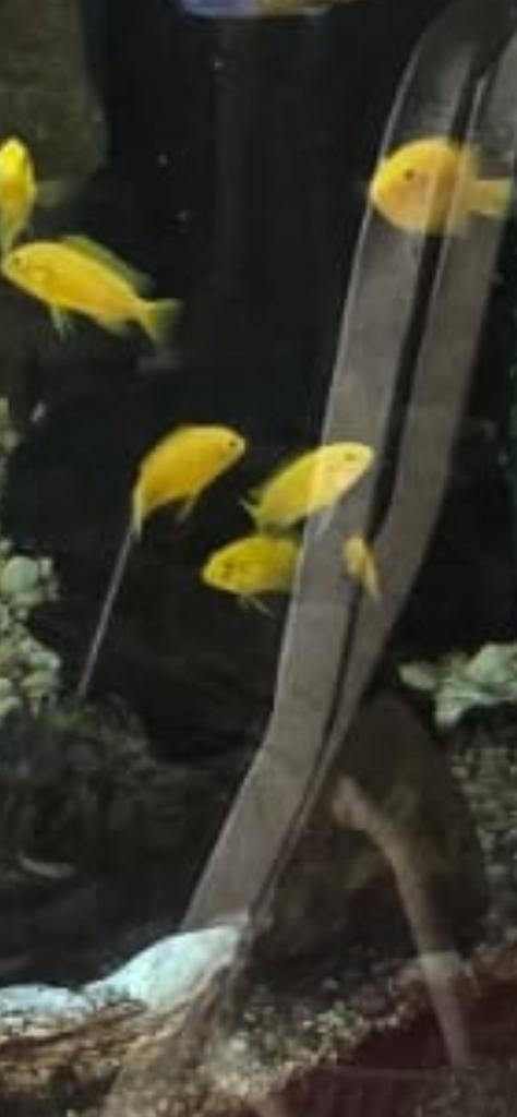 Labidochromis yellow, Dieren en Toebehoren, Vissen | Aquariumvissen, Vis