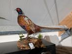 opgezette bosfazant fazant jacht vogel hert haan, Ophalen, Nieuw, Vogel, Opgezet dier