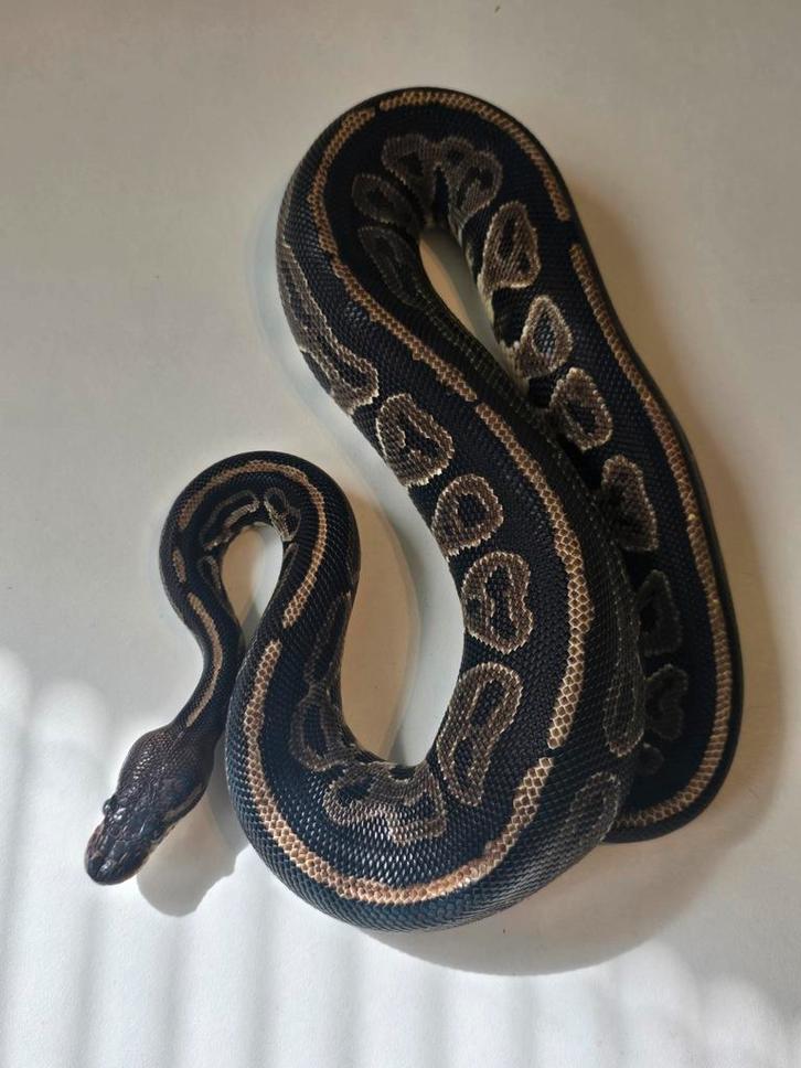 1.0 black pastel het ultramel ball python Ball Python - male for sale from martijn