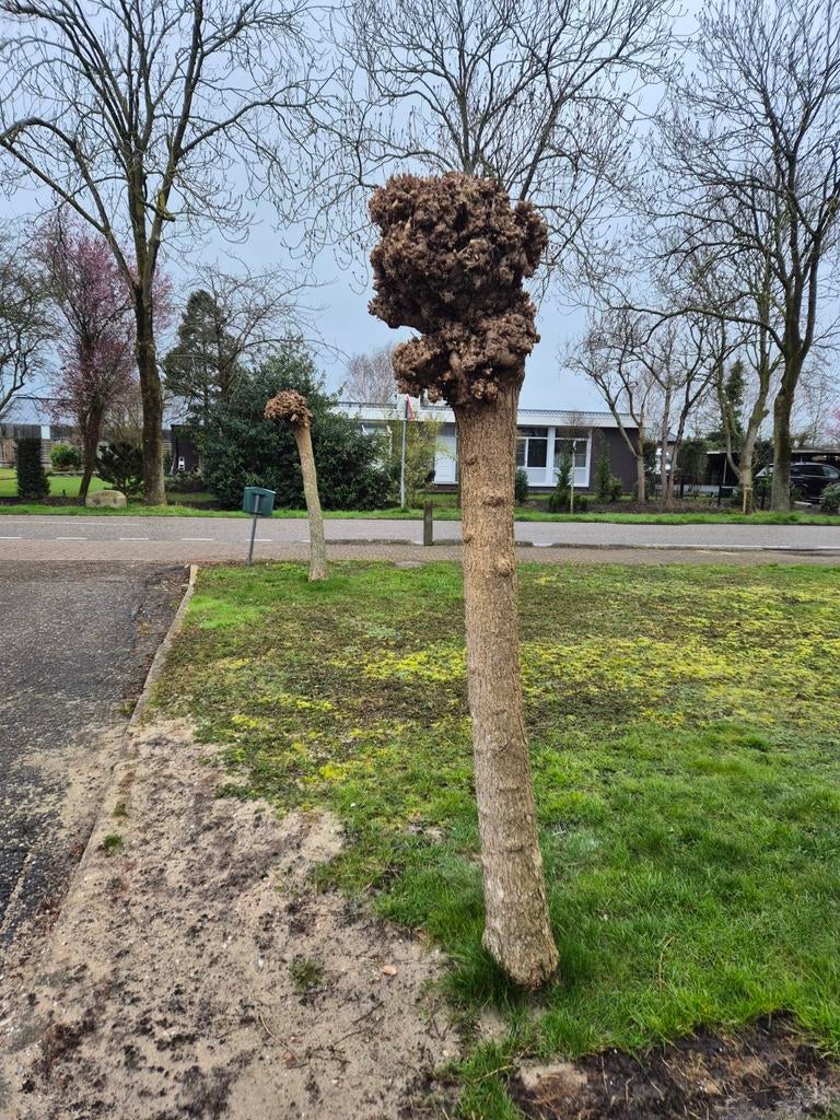 2 x Bol Catalpa, Tuin en Terras, Bloeit niet, Ophalen of Verzenden, 100 tot 250 cm, Volle zon