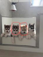 Pomsky puppy,s, Parvo, Overige rassen, 8 tot 15 weken, Meerdere