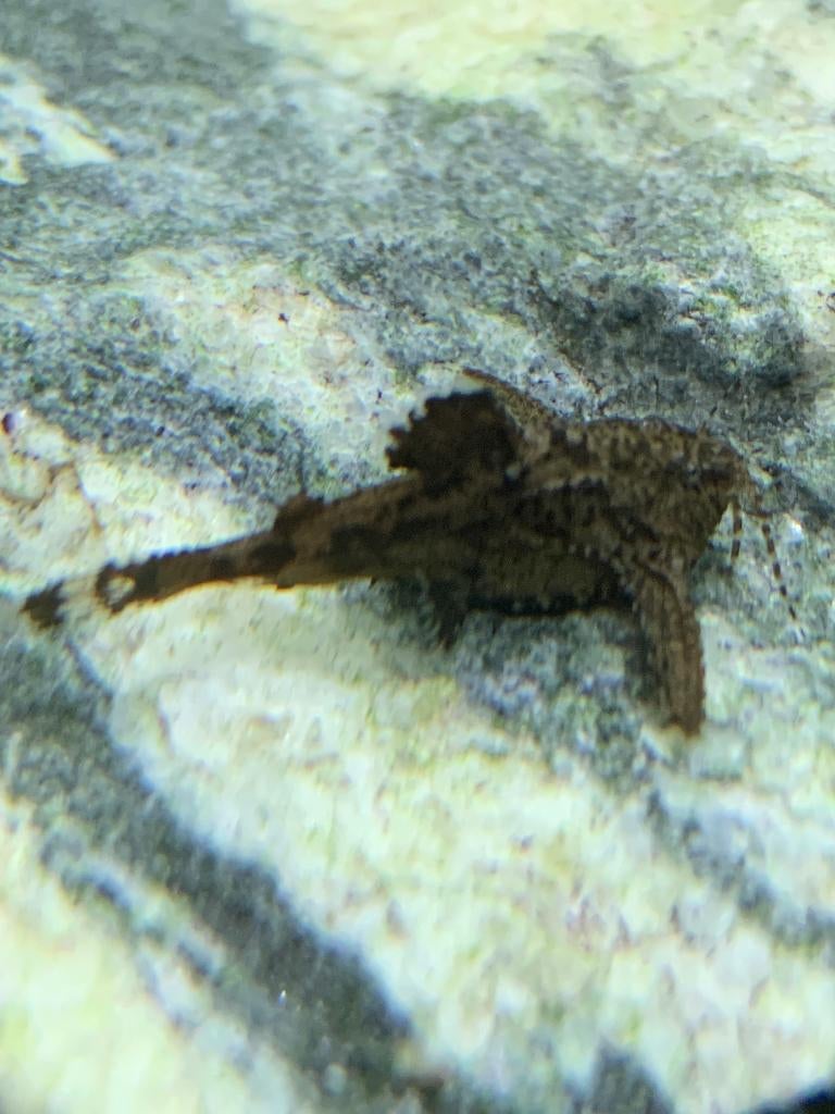 Erethistes Jerdoni (Hara Jerdoni) dwergvleugelmeerval, Vis