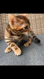 Bengaal kittens met stamboom, Meerdere dieren, Gechipt, 0 tot 2 jaar