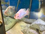 Tilapia cichliden, Dieren en Toebehoren, Vis, Zoetwatervis