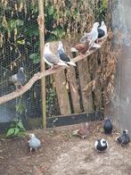 Mooie bonte sierduiven, Dieren en Toebehoren, Vogels | Duiven, Meerdere dieren, Overige soorten