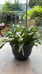 Lidcactus / kerst cactus, Huis en Inrichting, Ophalen, Cactus, Volle zon, Minder dan 100 cm