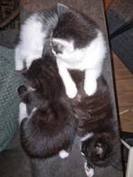 Lieve kittens, Dieren en Toebehoren, Katten en Kittens | Overige Katten, Meerdere dieren