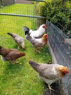 Twentse hoenders  / twents hoen, Meerdere dieren, Kip