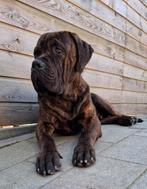 Mastino x Bullmastiff/Rottweiler goed huis gezocht., Dieren en Toebehoren, 15 weken tot 1 jaar, Eén hond, Nederland, Particulier