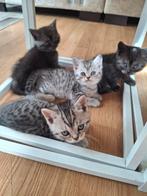 Britsekort haar kittes, Dieren en Toebehoren, Meerdere dieren
