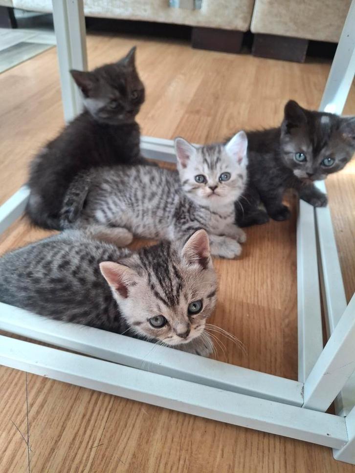 Britsekort haar kittes, Dieren en Toebehoren, Katten en Kittens | Raskatten | Korthaar, Meerdere dieren