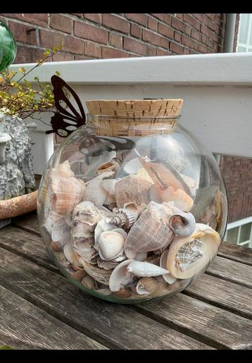 Grote glazen pot met schelpen allerlei. Exotisch en inheems. beschikbaar voor biedingen