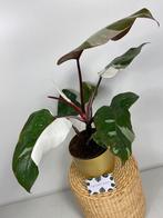 Philodendron Red Anderson #2, Huis en Inrichting, Kamerplanten, Ophalen of Verzenden, Overige soorten, Minder dan 100 cm