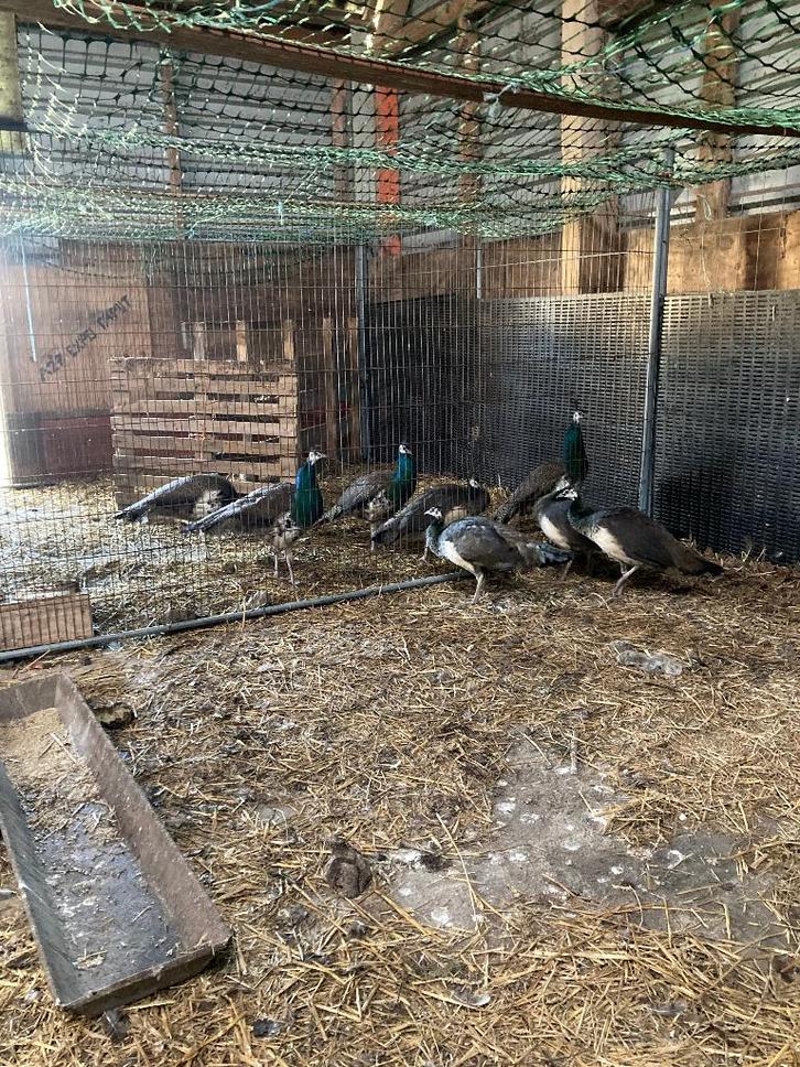 Blauwe/groene pauwen, Dieren en Toebehoren, Pluimvee, Overige soorten, Meerdere dieren