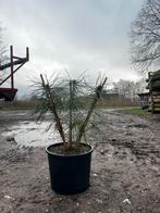 Meerstammigen pinusen in potje, Tuin en Terras, Planten | Bomen, Ophalen of Verzenden
