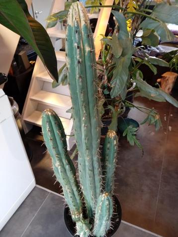 San Pedro Cactus (Trichocereus pachanoi) beschikbaar voor biedingen