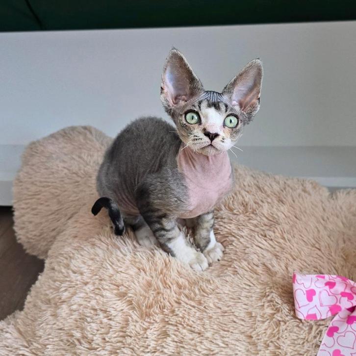 Devon rex, Dieren en Toebehoren, Katten en Kittens | Overige Katten