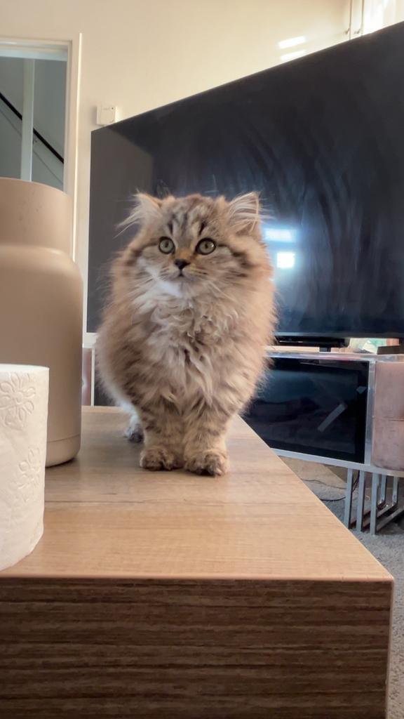 Lieve Brits langhaar kitten, Dieren en Toebehoren, Katten en Kittens | Raskatten | Langhaar, Kater, 0 tot 2 jaar, Ontwormd, Ingeënt