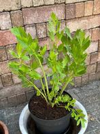 Maggiplant Lavas, Tuin en Terras, Ophalen