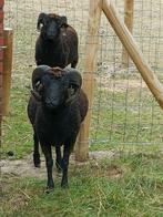 Ouessantrammen, gecastreerd, Dieren en Toebehoren, Schapen, Geiten en Varkens, Mannelijk, Schaap, 0 tot 2 jaar