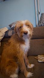 labradoodle x engelse setter kruising te koop, Dieren en Toebehoren, 1 tot 2 jaar, Teef, Eén hond, Middel